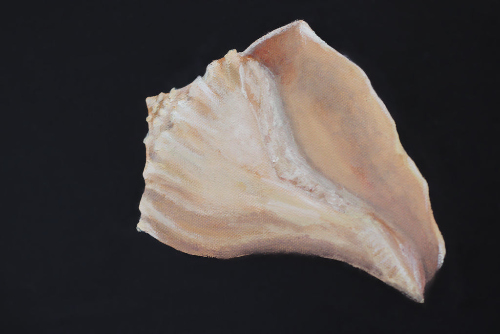 Study No. 01 — Gastropoda