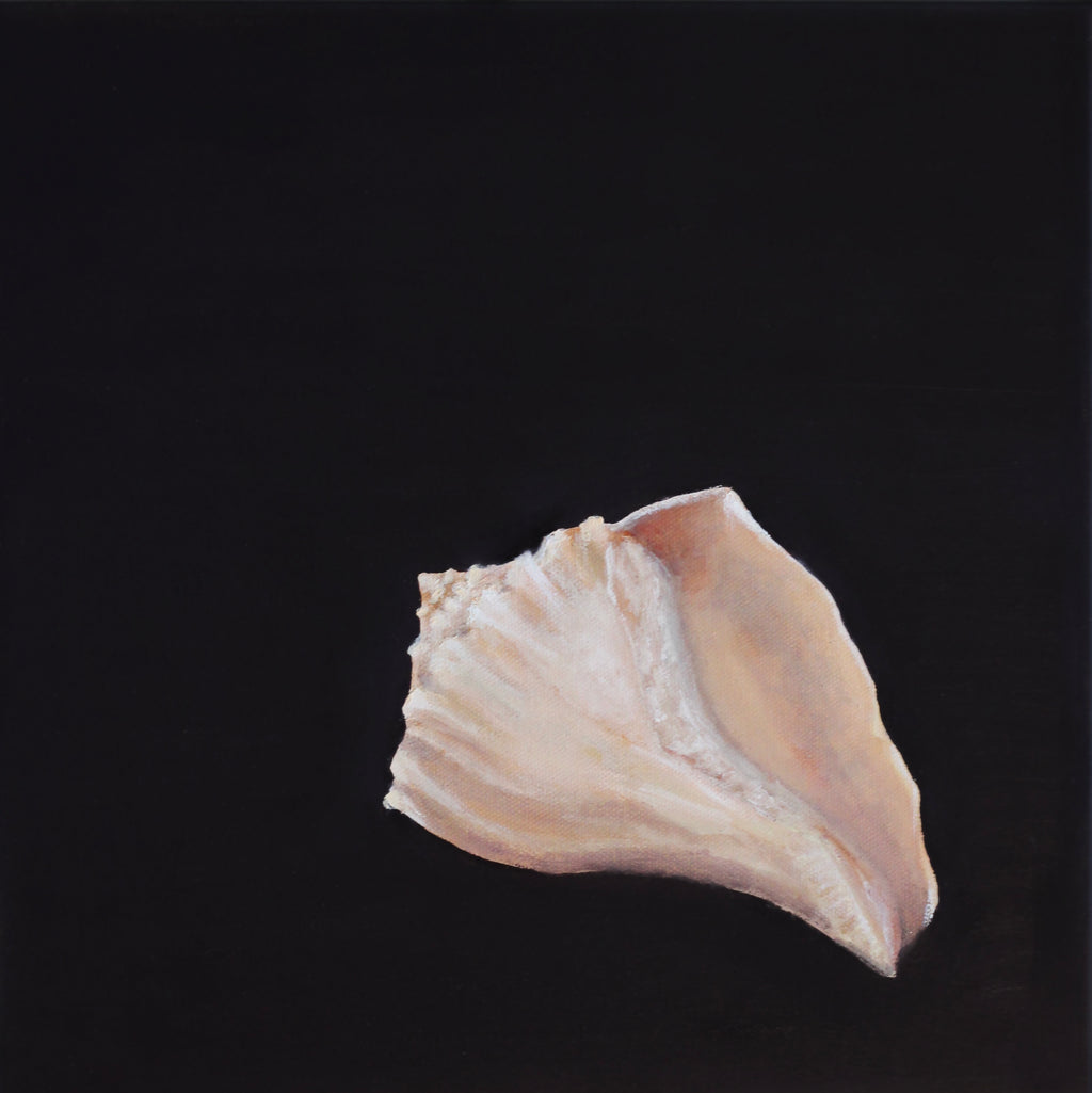 Study No. 01 — Gastropoda