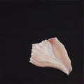 Study No. 01 — Gastropoda