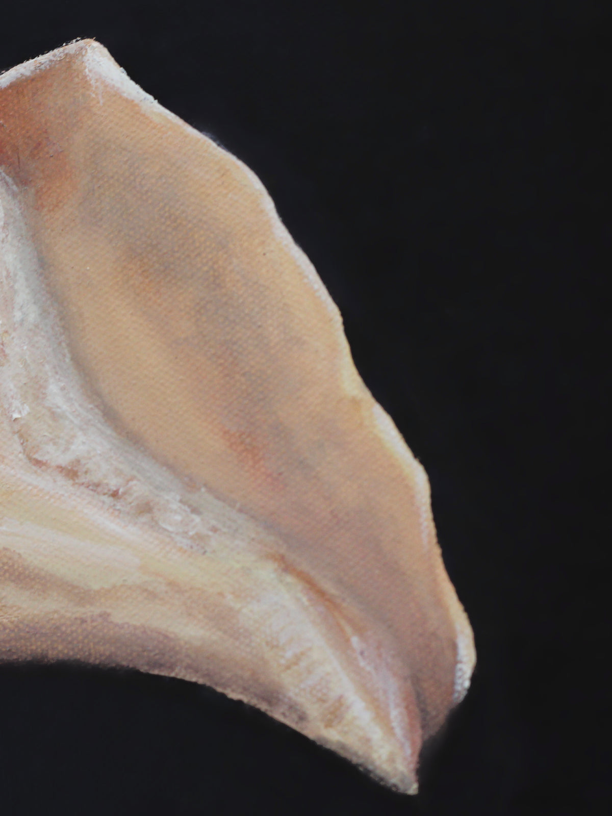 Study No. 01 — Gastropoda