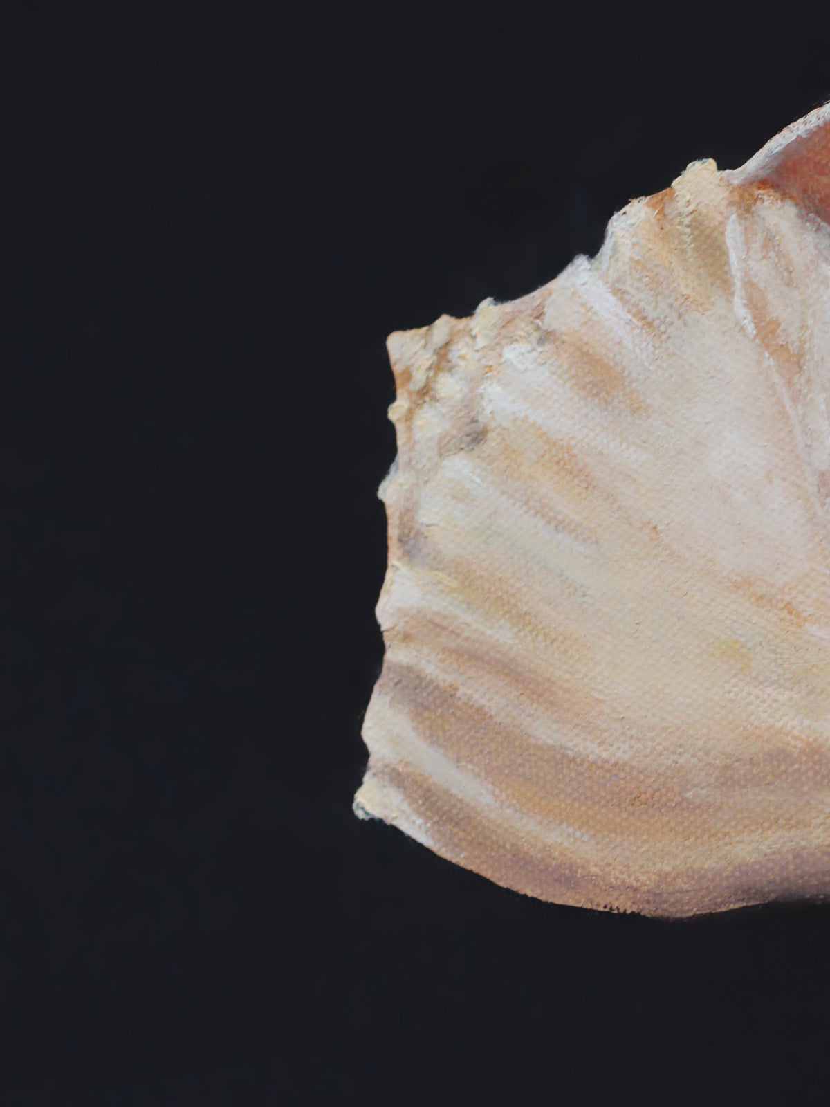Study No. 01 — Gastropoda